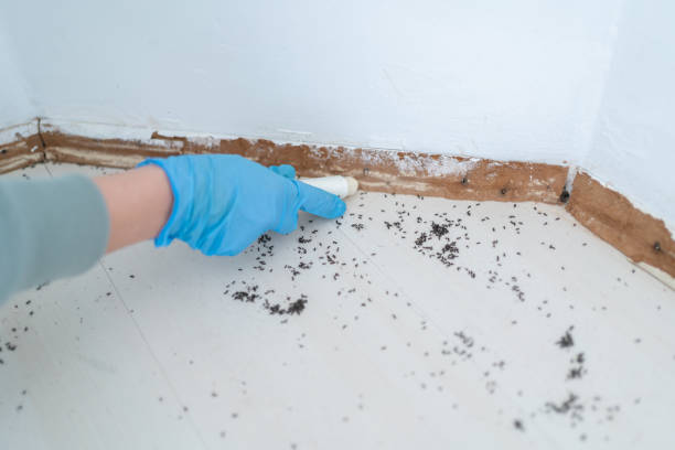 Best Mosquito Control Services  in Sanborn, NY